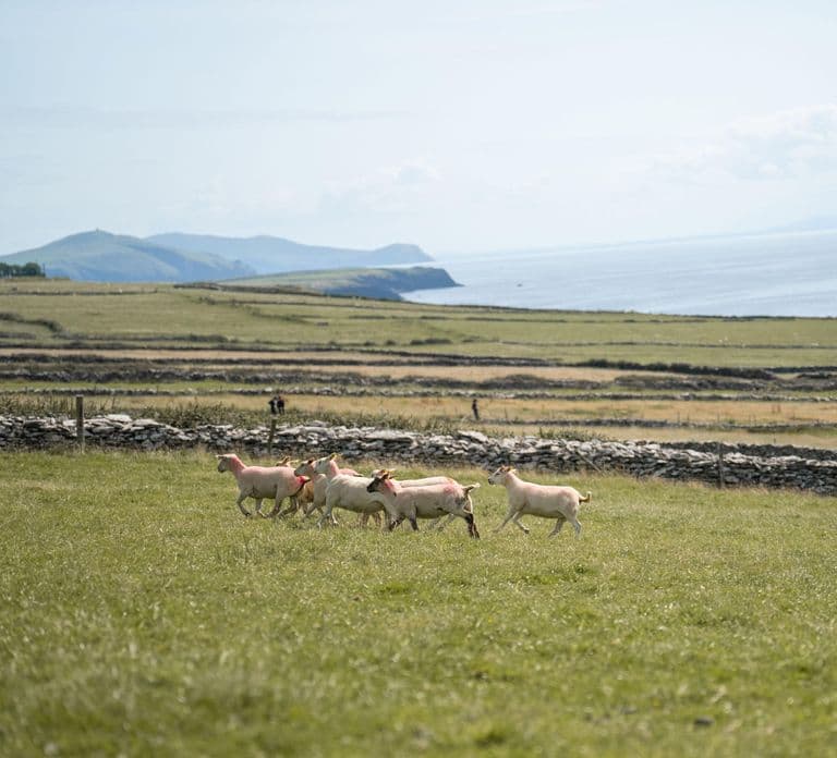 Dingle: Private Sheepdog Show, Beehive Huts & Petting Farm