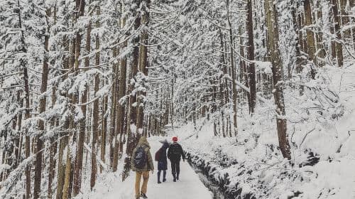 Jednodniowa wycieczka: Śnieżne Małpy, świątynia Zenko-ji i degustacja sake w Nagano