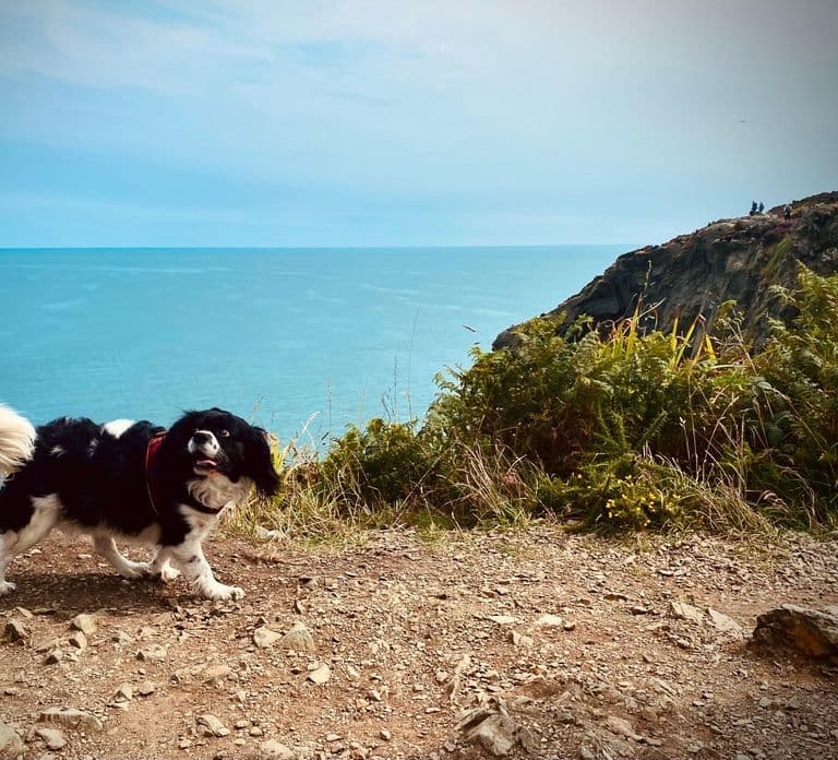 Dublin: Caminhada Costeira em Dublin e Pints & Puppies