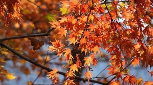 Jednodniowa wycieczka z Nagoya | Wizyta w wpisanych na listę światowego dziedzictwa UNESCO Hida Takayama i wiosce Shirakawa-go Gassho