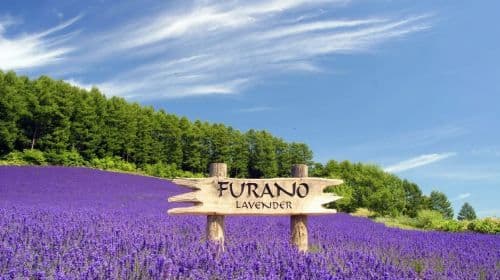 Tour di 1 giorno in Hokkaido