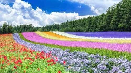 Excursion d'une journée à Hokkaido