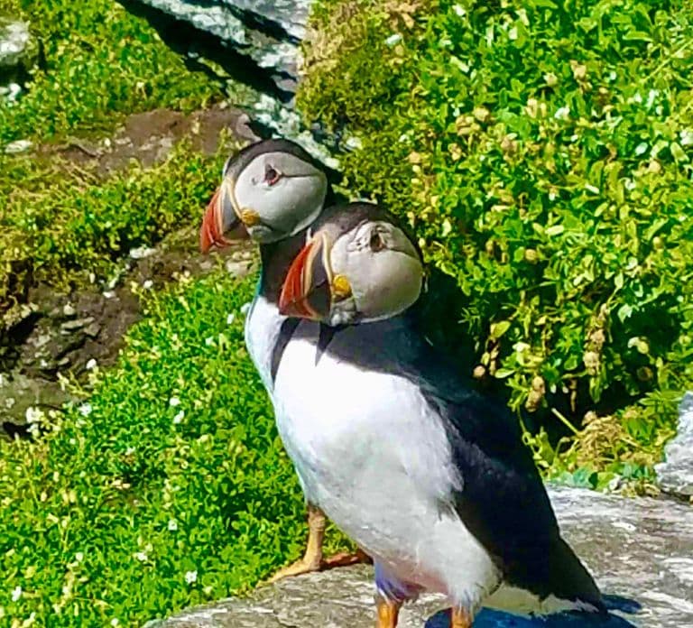 Great Blasket Island Wildlife Tour mit Insel-Landgang