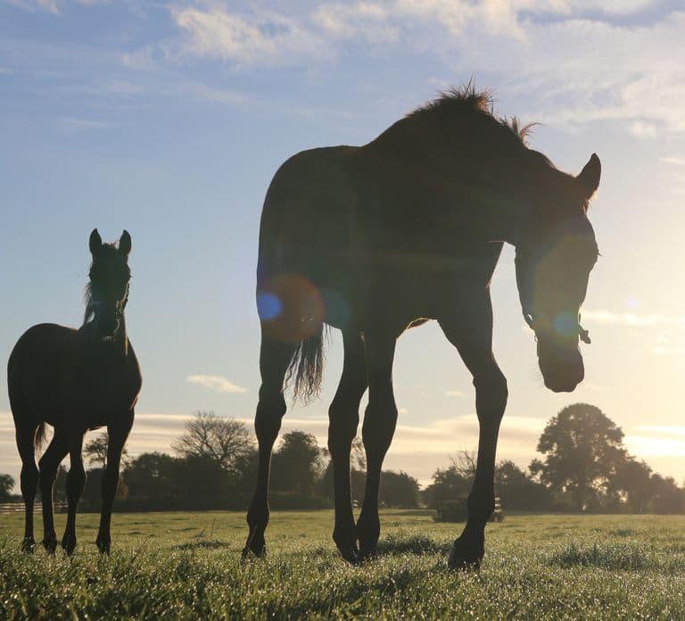 Kildare: Irish National Stud & Gardens