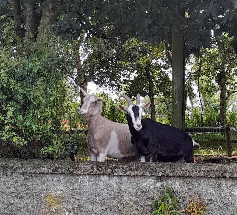 Toegangsticket voor Murtagh's Organic Farm