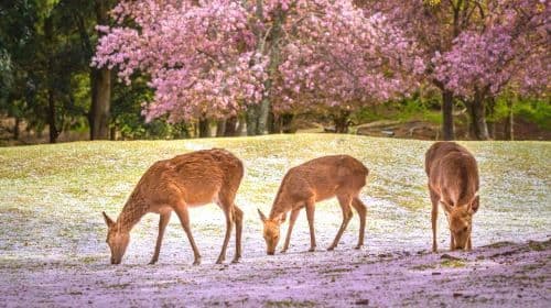 1-day tour of Kyoto's Arashiyama, Fushimi Inari Taisha, and Nara Park with Osaka/Kyoto pickup and drop-off Day Tours