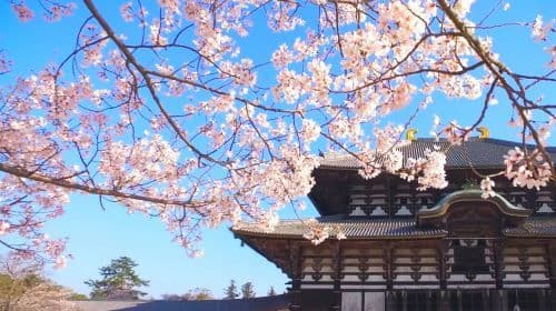 1-day tour of Kyoto's Arashiyama, Fushimi Inari Taisha, and Nara Park with Osaka/Kyoto pickup and drop-off Day Tours