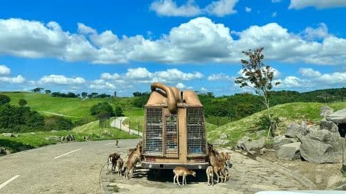 Pielgrzymka śladami anime Detective Conan: jednodniowa wycieczka do Yufuin + Kyushu Wildlife Park African Safari + Umi Jigoku i Kamado Jigoku