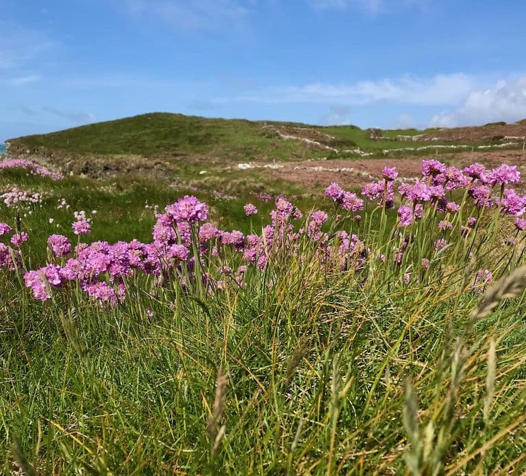 West Cork: Toe Head Klippenwanderung mit Kaffee & Keksen