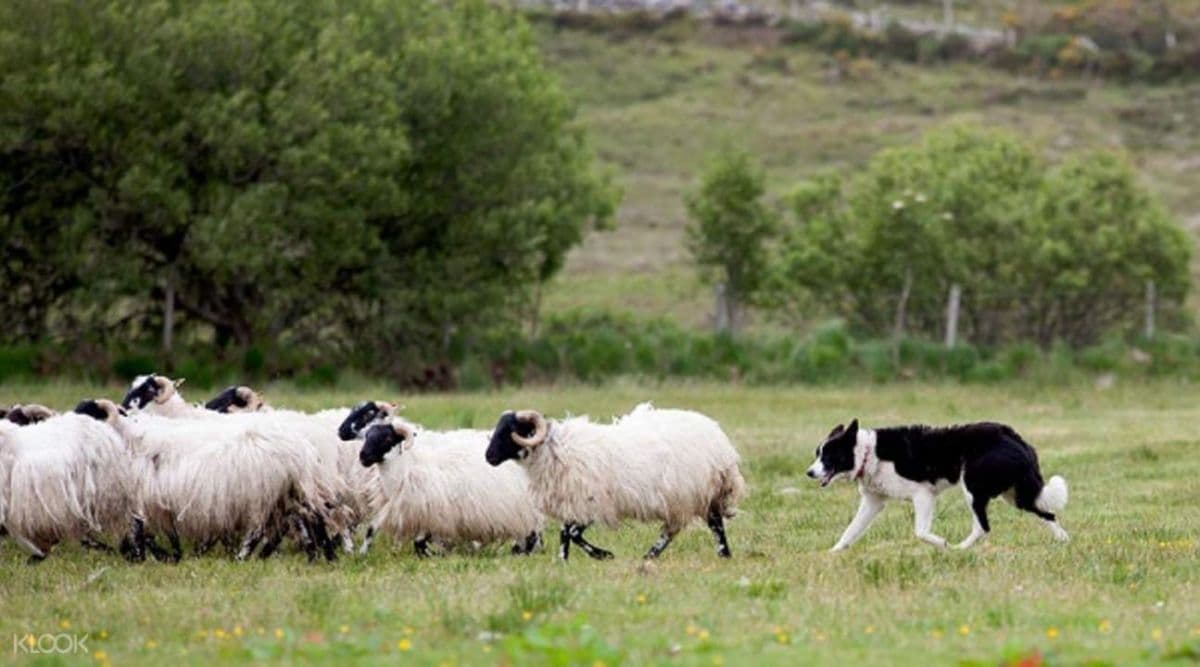 Wicklow Day Tour from Dublin