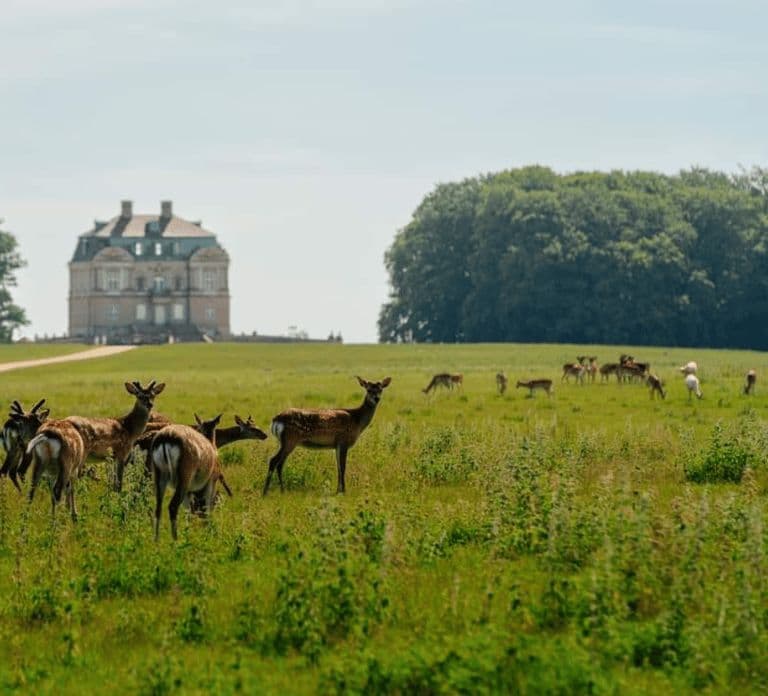 Copenhagen: Guided Tour Deer Park in Klampenborg