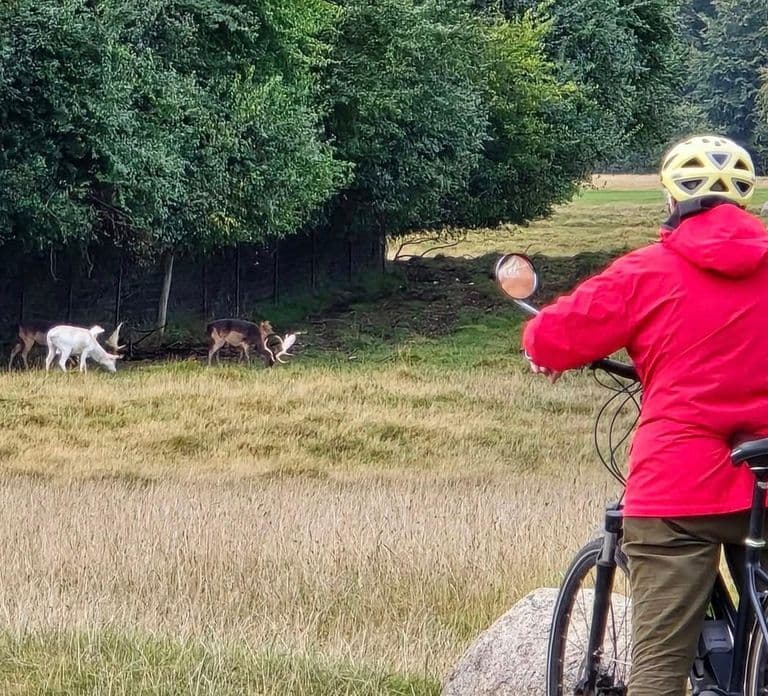 Copenhague : Visite guidée du parc aux cerfs à Klampenborg