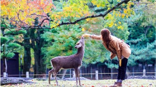 Arashiyama, Nara Park, Fushimi Inari Taisha 및 Togetsukyo Bridge 1일 투어 - Osaka 출발 일일 투어