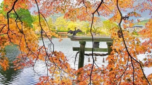 1-day tour to Dazaifu Tenmangu Shrine in Oita, Beppu cable car, and Lake Kinrin in Yufuin Day Tours