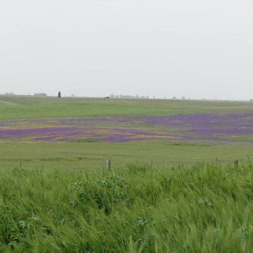 Castro Verde Birdwatching Tour with Dinner