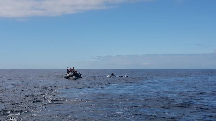 Dolphin Watching Boat Tour from Lisbon