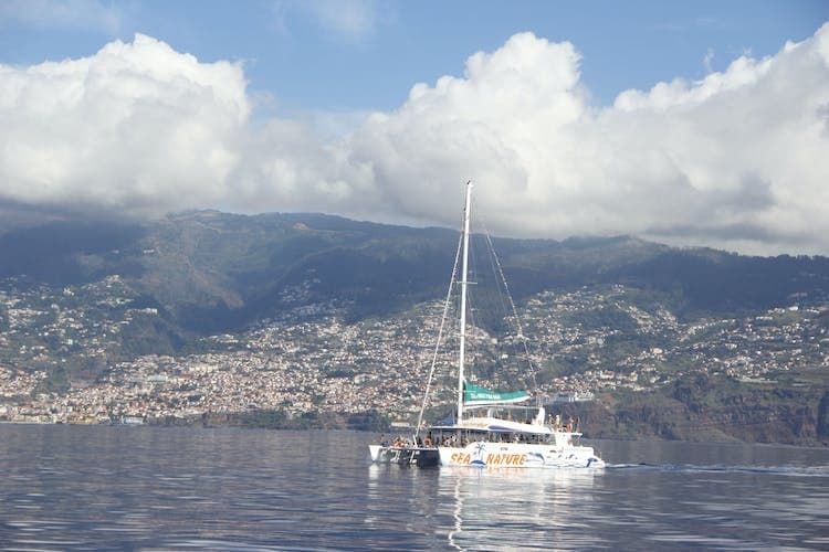 Dolphin-Watching Tour from Madeira