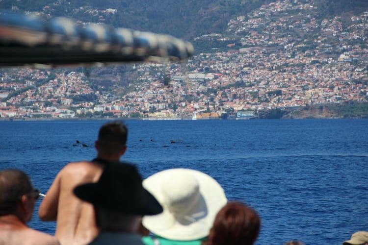 Dolphin-Watching Tour from Madeira