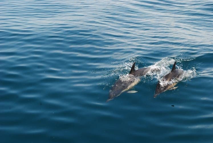 Dolphins and Caves Cruise Tour in Albufeira