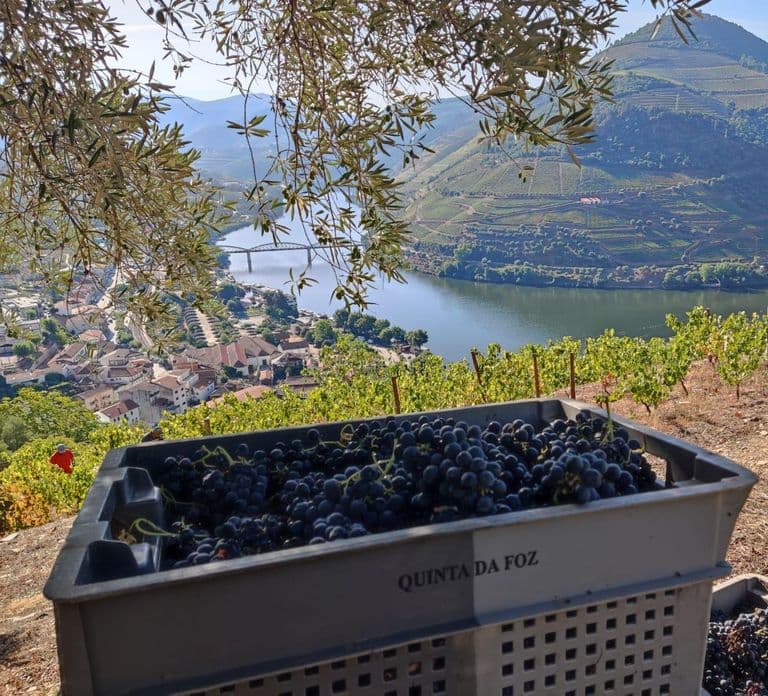 Vallée du Douro : (Pinhão) Quinta da Foz - Visite et dégustation de 5 VINS