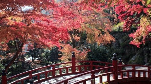 Jednodniowa wycieczka do Izu Atami Plum Garden i gorących źródeł Shuzenji – podziwianie klonów