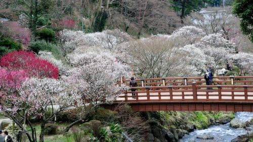 Jednodniowa wycieczka do Izu Atami Plum Garden i gorących źródeł Shuzenji – podziwianie klonów