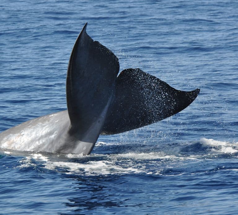 Funchal: Dolphin and Whale Watching Catamaran Cruise