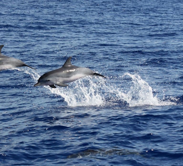 Funchal: Dolphin and Whale Watching Catamaran Cruise