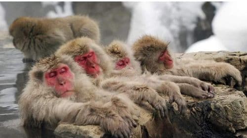 Jednodniowa wycieczka do parku Snow Monkey Park w Nagano, świątyni Zenkoji i degustacja sake z lunchem z Nagano Station Day Tours