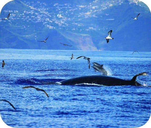 H2o Madeira - Whale and Dolphin Watching Tour