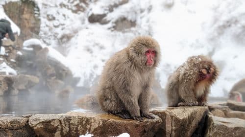 Tour di 1 giorno al Jigokudani Snow Monkey Park a Nagano, Giappone: pranzo a base di Sukiyaki di manzo e tour alle sorgenti termali delle scimmie