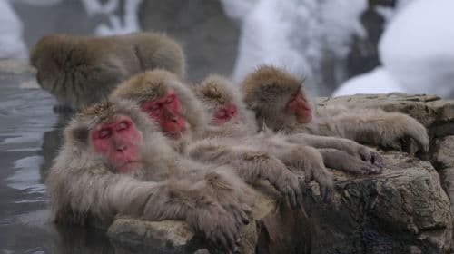 Jednodniowa wycieczka do Jigokudani Snow Monkey Park w Nagano, Japonia: lunch z wołowiną sukiyaki i wizyta w gorących źródłach