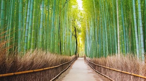1-day tour to Nara, Kyoto, Arashiyama, Nara Park, and Fushimi Inari Taisha Day Tours