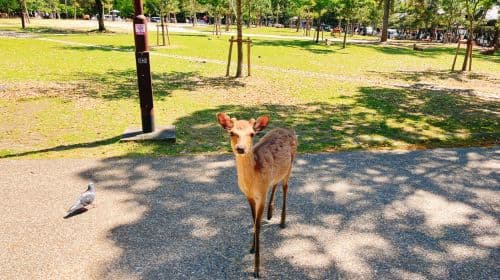1-day tour to Nara, Kyoto, Arashiyama, Nara Park, and Fushimi Inari Taisha Day Tours