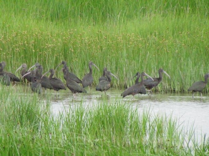 Abicada Lagoon and Alvor Dunes Birdwatching Tour