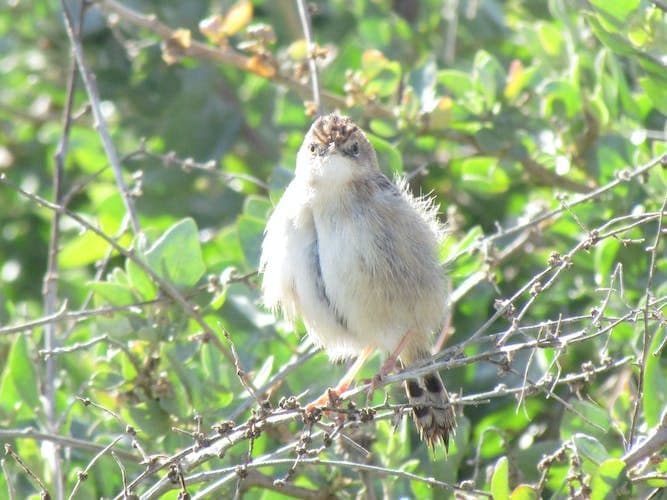 Abicada Lagoon and Alvor Dunes Birdwatching Tour