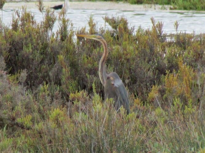 Abicada Lagoon Half-Day Tour