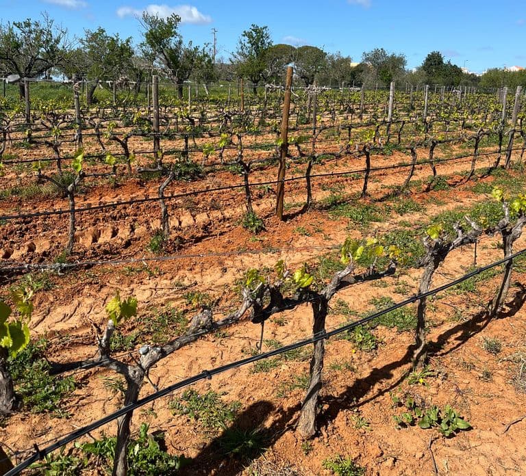Albufeira/Vilamoura: Winery Tour with Wine Tasting and Tapas