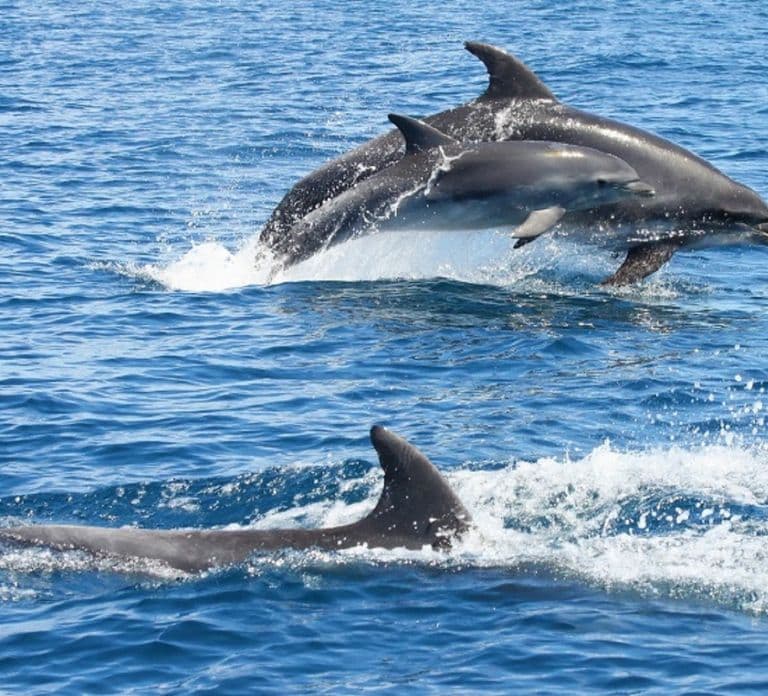 Albufeira: Dolphin Watching and Benagil Cave