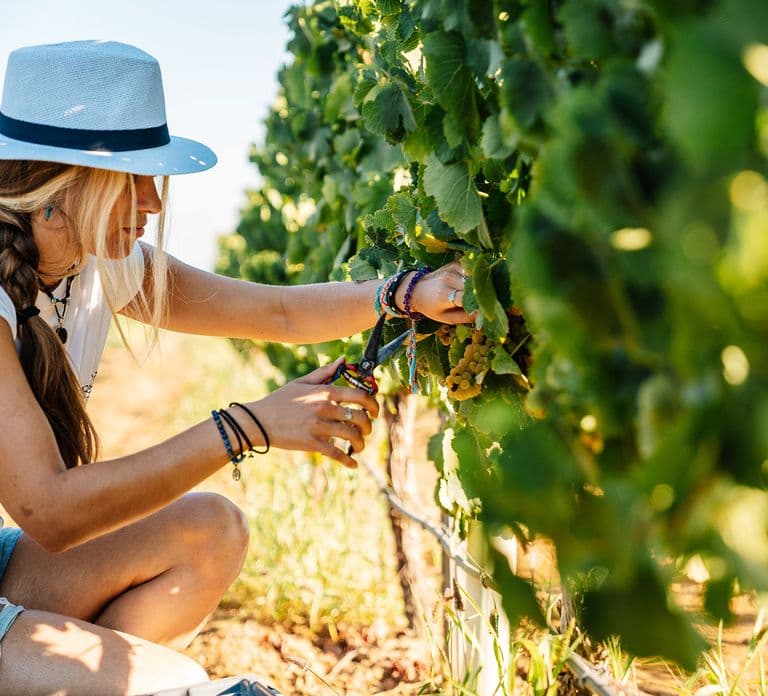 Algarve: Classic Wine Tour & Tasting in Silves