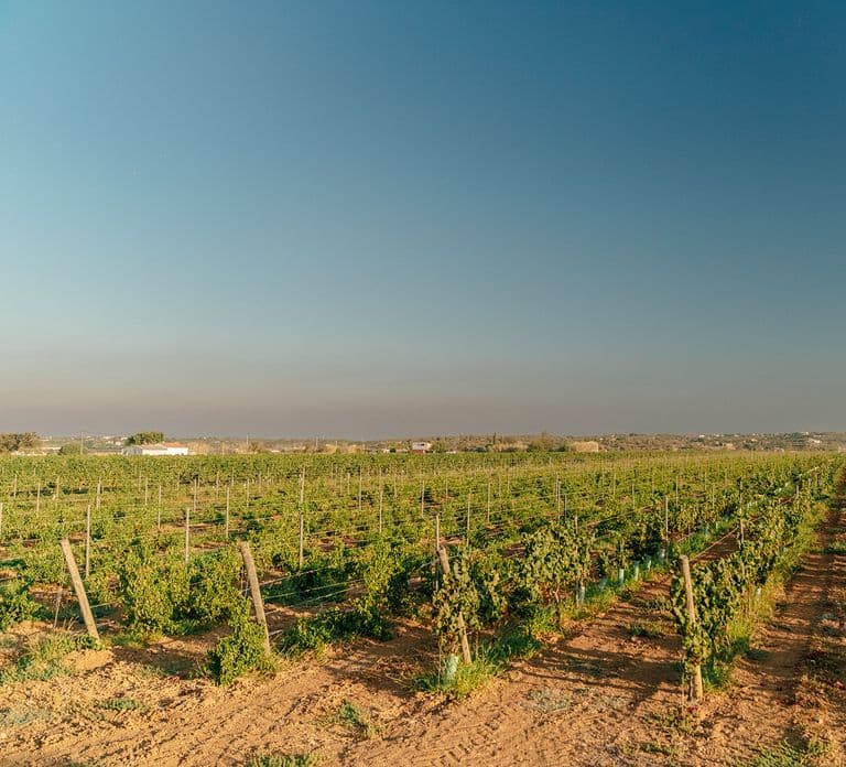 Algarve: Classic Wine Tour & Tasting in Silves