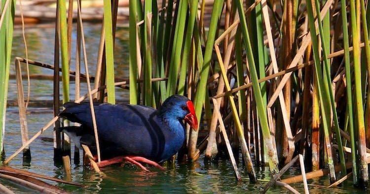 Formosa lagoon Half-Day Birdwatching Tour