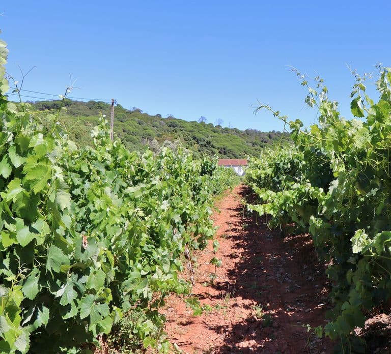 Lisbon Private Setúbal Region Wine Tasting Tour