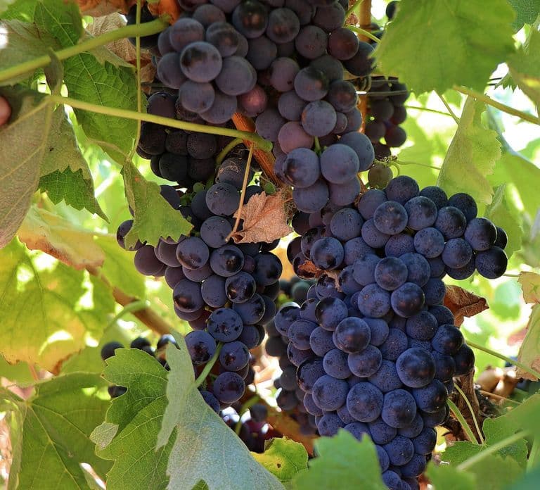 Lisbon Private Setúbal Region Wine Tasting Tour