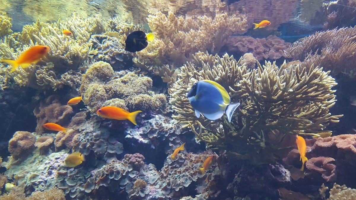 Oceanário de Lisboa