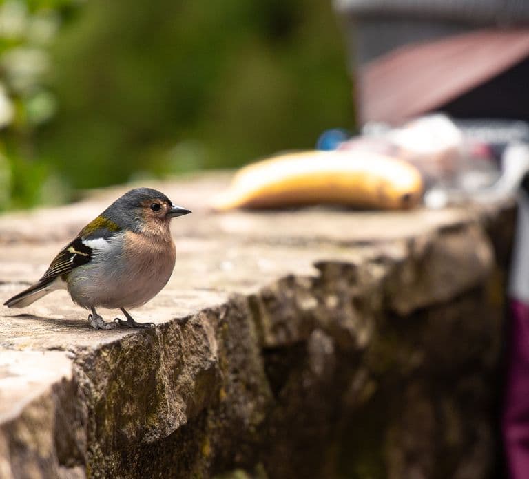 Rabaçal: 25 Fontes & Risco Levada Hiking Transfer