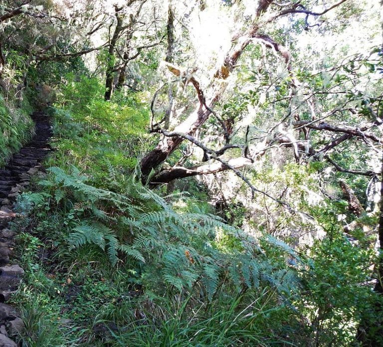 Rabaçal: 25 Fontes & Risco Levada Hiking Transfer