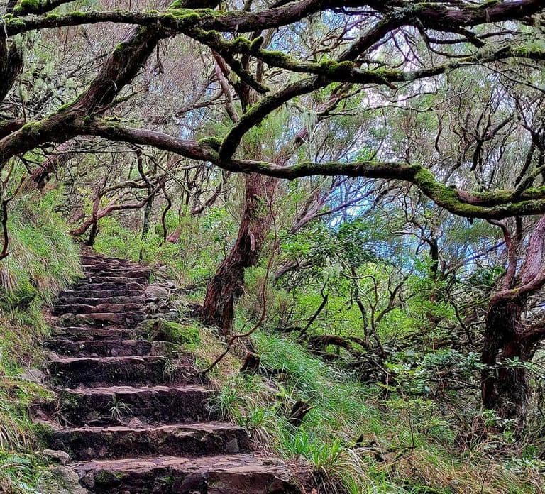 Rabaçal: 25 Fontes & Risco Levada Hiking Transfer