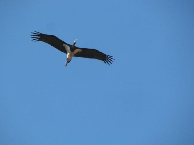 Sagres Full-Day Birdwatching Tour