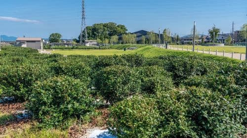 Kioto: Entradas para el Museo del Té y experiencia de molienda de matcha en excursiones de un día